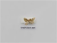 藏品(尺蛾535)的圖片